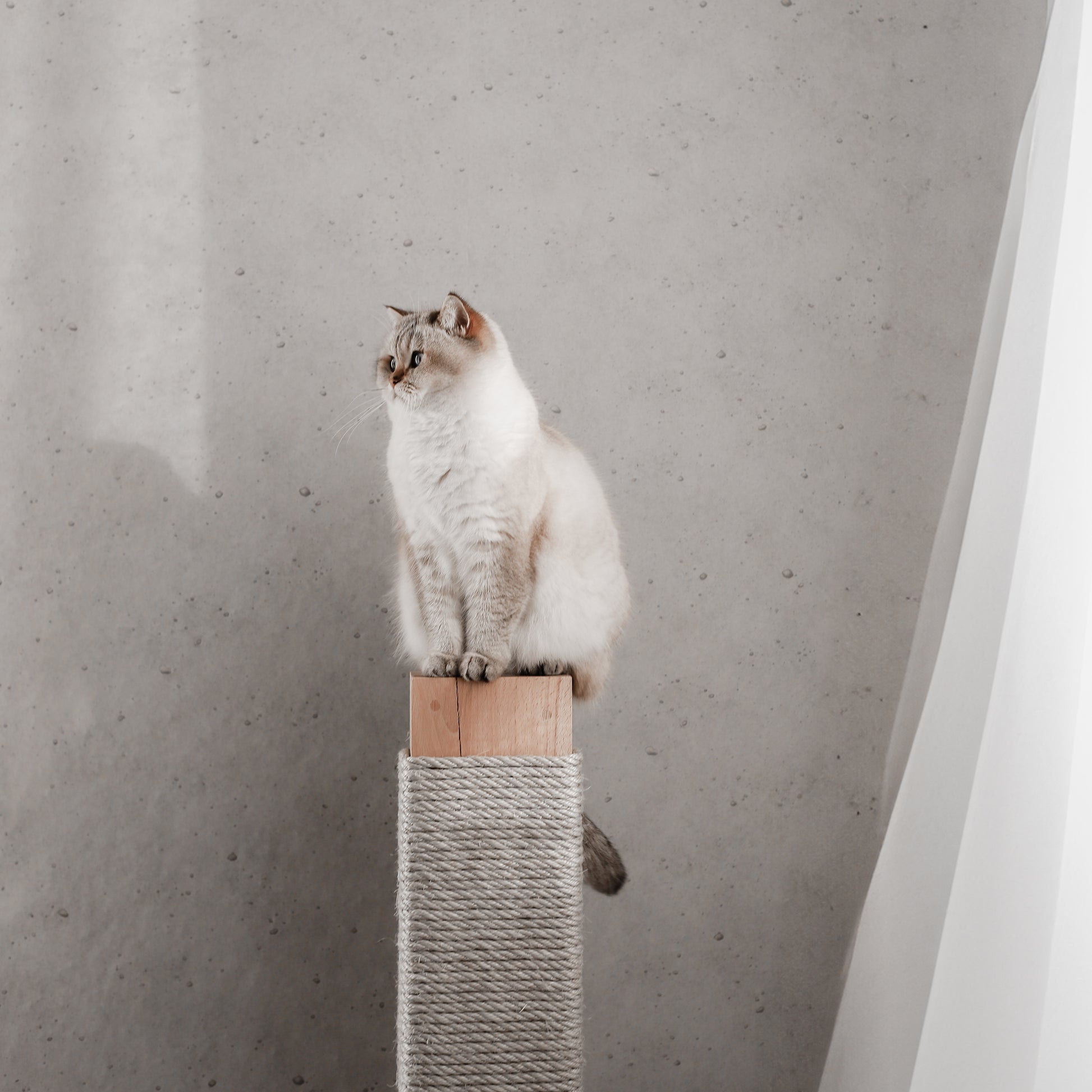 Katze sitzt auf einer massiven und hochwertigen Kratzsäule aus Holz für Katzen in einem modernen Zuhause.